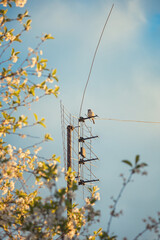Photo of a sparrow on a television antenna.