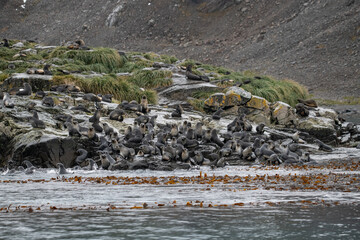 King Penguins in South Georgia 