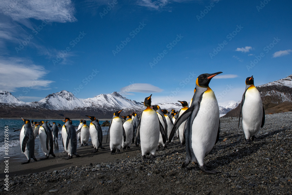 Canvas Prints king penguins in south georgia