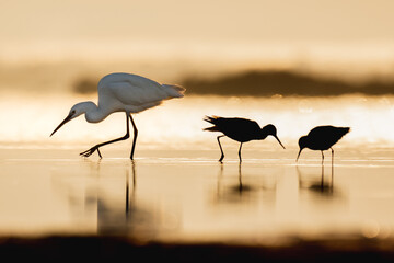 Little Egret Sunrise