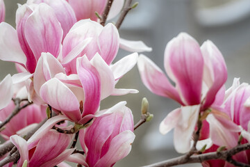 Magnolia Sulanjana flowers with petals in the spring season. beautiful pink magnolia flowers in spring, selective focusing.