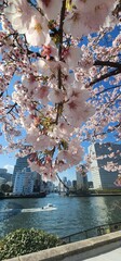 Obraz premium Nature of Japan, incredible spring in Tokyo