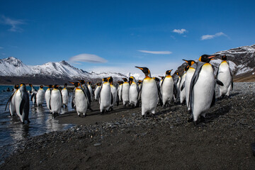 Obraz premium King Penguins in South Georgia 