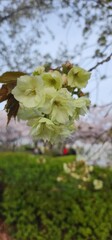 Nature of Japan, incredible spring in Tokyo