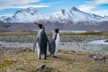Fototapeta premium King Penguins in South Georgia 