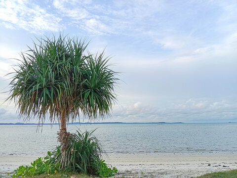 Pandanus tree on the beach. Pandanus tree growing near the beach in Belitung Island, Indonesia.