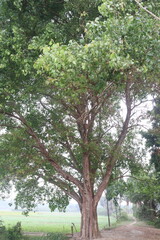 The banyan tree on road of village