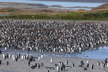 Obraz premium King Penguins in South Georgia 