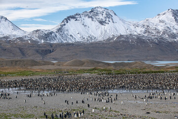 King Penguins in South Georgia 