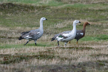 Birds of Falkland islands
