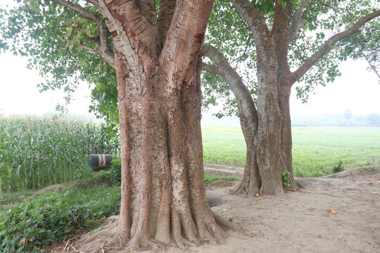 The banyan tree on road of village