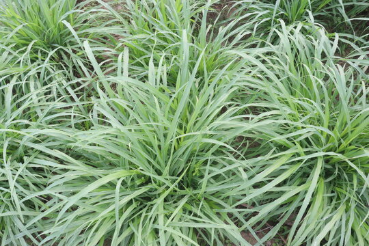 Reed canary grass on farm