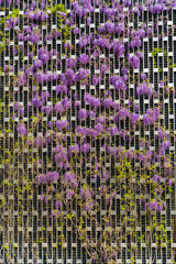 Blooming purple wisteria, Chinese or Japanese wisteria grows on decorative perforated metal wall...