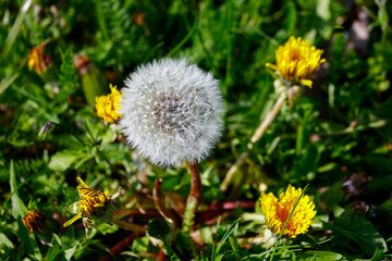 Mniszek © Jarek Rymarz