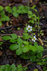 Wild strawberry with leaves after rain.