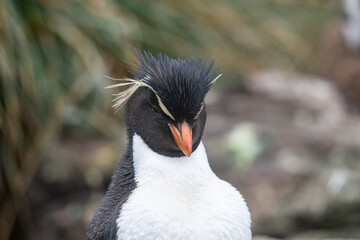 Rockhopper penguin in Falkland islands