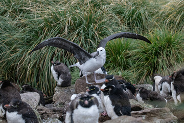 Rockhopper penguin in Falkland islands