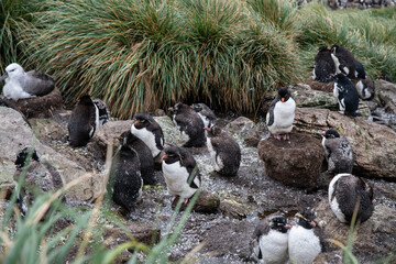 Rockhopper penguin in Falkland islands