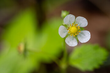 Close-up of wild strawberry flower after rain.