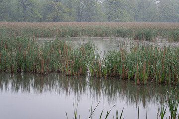 Green reed leaves on a pond in the rain.