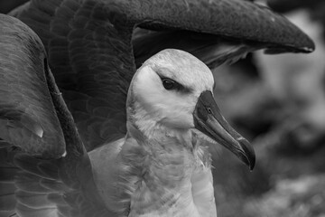 Albatross on the nest