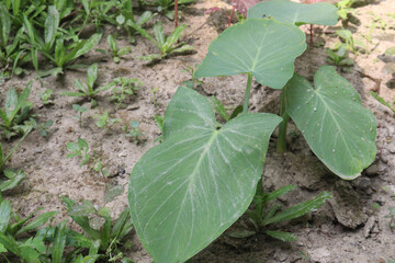 taro or arbi leaves plant on farm