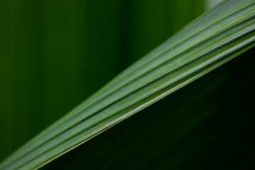 Summer Concept, Close up abstract form of Green leaves for background