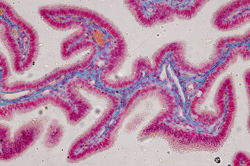 
Study of basic animal tissue under a microscope in a laboratory.
