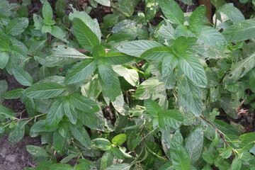 Peppermint plant on farm for sell