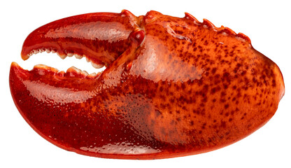 Steam Lobster Claw on white background, Cook Canadian Lobster Claw isolate on white PNG file.