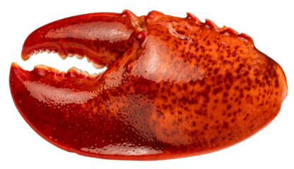 Steam Lobster Claw on white background, Cook Canadian Lobster Claw isolate on white PNG file.