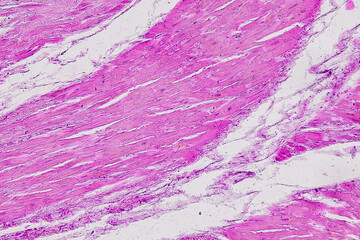 
Study of basic animal tissue under a microscope in a laboratory.
