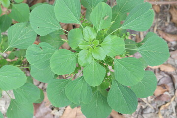 Acalypha indica plant on jungle