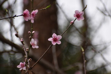 Blossoms on a twig