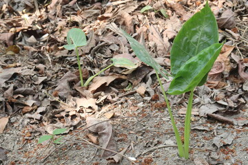 Alocasia Brisbanensis Cunjevoi plant on farm