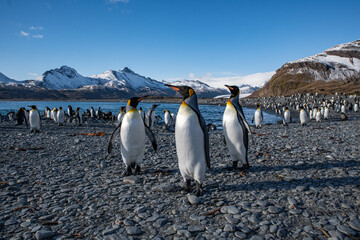 Obraz premium King penguins in South Georgia