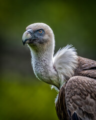 Vertical closeup of a Eurasian griffon vulture