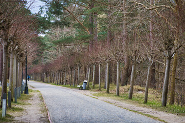Weg, Promenade zwischen Prora und Binz an der Ostsee, Ostseebad Binz, Insel Rügen, Mecklenburg Vorpommern, Deutschland