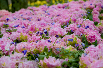 Fototapeta premium field of pink and purple flowers 