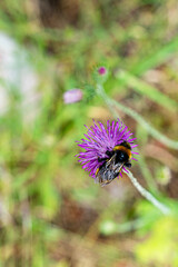 wild bee is pollinating the wild flowers in the nature