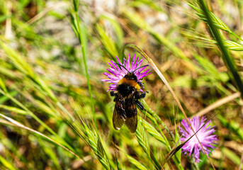wild bee is pollinating the wild flowers in the nature