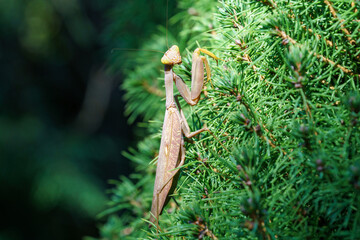 Macro of brown female European Mantis or Praying Mantis in natural habitat. Mantis Religiosa looking at camera and sits on branches of Picea glauca Conica