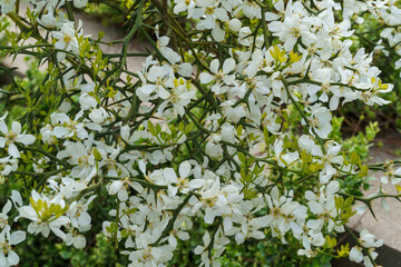 Close-up of White flower of Citrus trifoliata or Japanese Bitter Orange(Poncirus trifoliata) with prickly branches in public city park Krasnodar or 'Galitsky park'. Spring theme for design