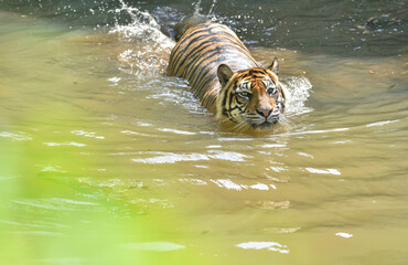 Sumatra tiger crossing the river to hunt