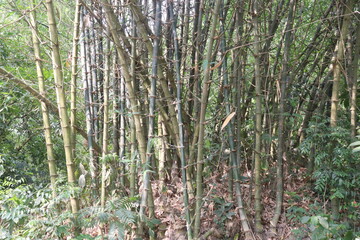 bamboo stock on farm for sell