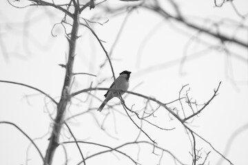 sparrow bird on a branch