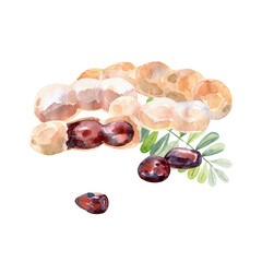 Hand Drawn Watercolor tamarind Fruit illustration.