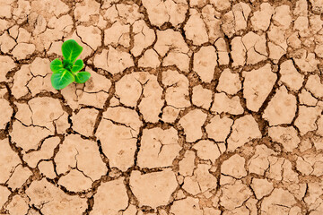A small green sprout sprouted among the dried, cracked soil in the desert. Concept of environmental problems and global warming
