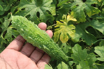 Bitter melon on tree in the farm