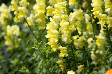 Yellow snapdragons in the garden, close-up of flowers